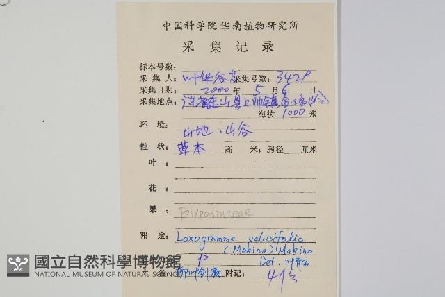 柳葉劍蕨藏品圖，第2張