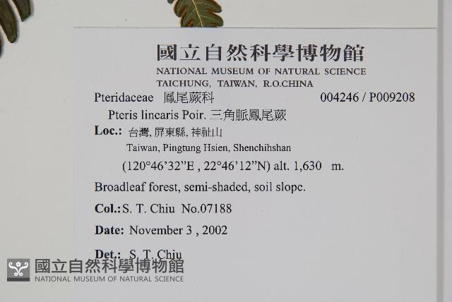 三角脈鳳尾蕨藏品圖，第2張