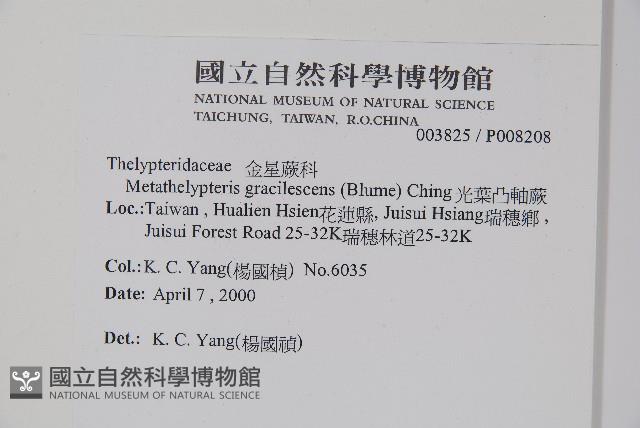 光葉凸軸蕨藏品圖，第2張