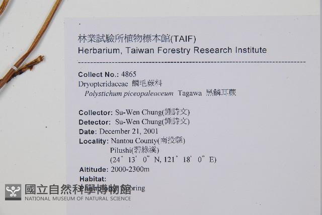 黑鱗耳蕨藏品圖，第2張