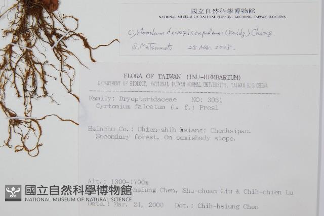 披針貫眾蕨藏品圖，第2張