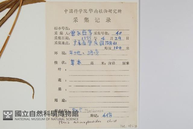 豬鬣鳳尾蕨藏品圖，第2張