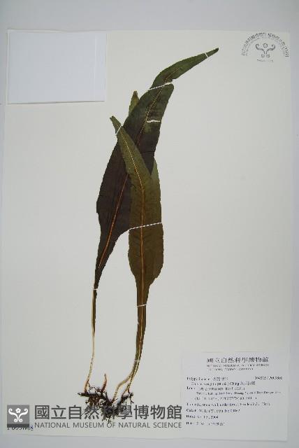 萊氏線蕨藏品圖，第1張