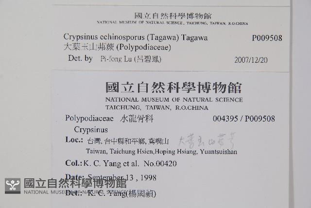 大葉玉山茀蕨藏品圖，第2張