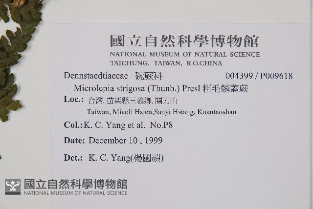 粗毛鱗蓋蕨藏品圖，第2張