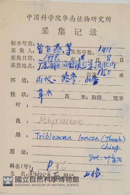 單葉雙蓋蕨藏品圖，第2張