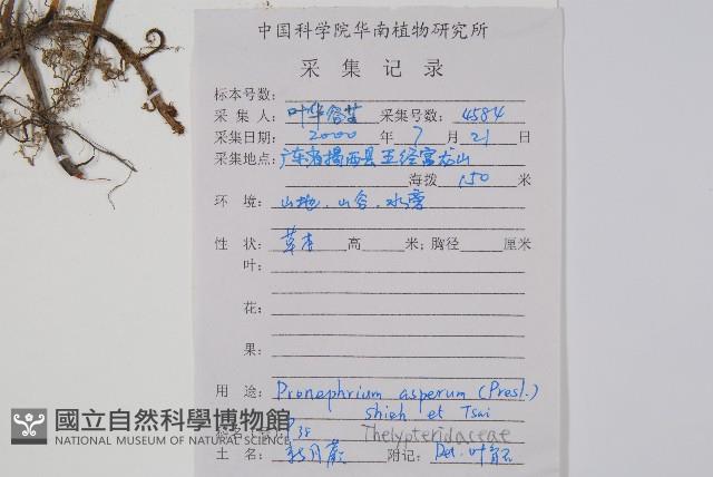 大羽葉新月蕨藏品圖，第2張