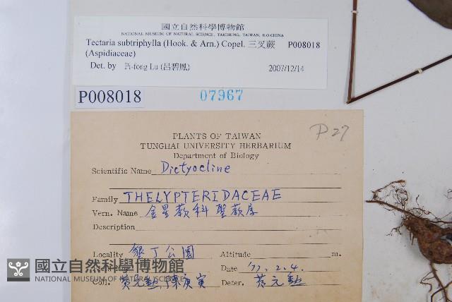 三叉蕨藏品圖，第2張