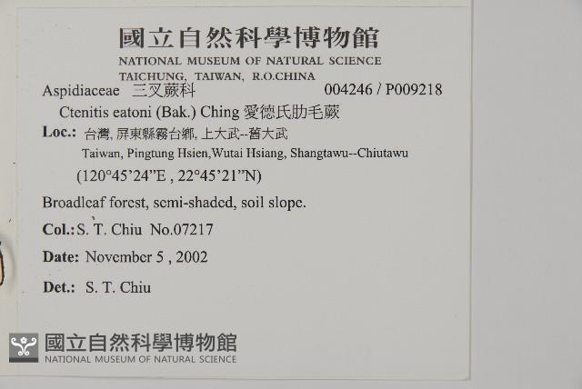 愛德氏肋毛蕨藏品圖，第2張