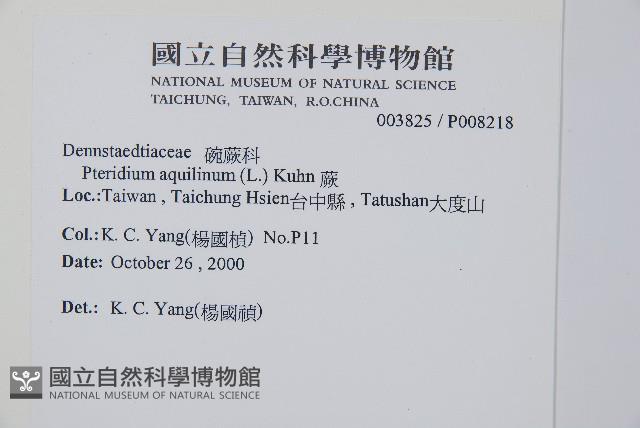 蕨藏品圖，第2張