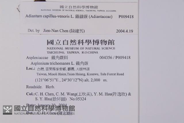 鐵線蕨藏品圖，第2張