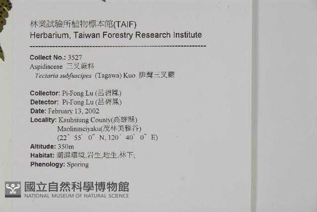 排灣三叉蕨藏品圖，第2張