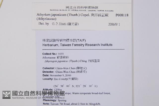 東洋蹄蓋蕨藏品圖，第2張