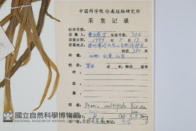 鳳尾蕨藏品圖，第2張