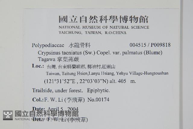 掌葉茀蕨藏品圖，第2張