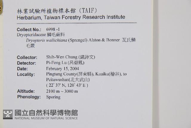 瓦氏鱗毛蕨藏品圖，第2張