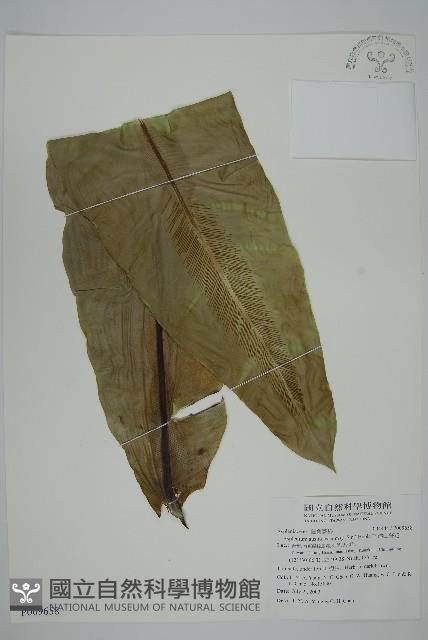 南洋山蘇花藏品圖，第4張