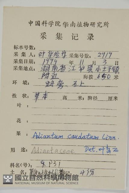 鞭葉鐵線蕨藏品圖，第2張