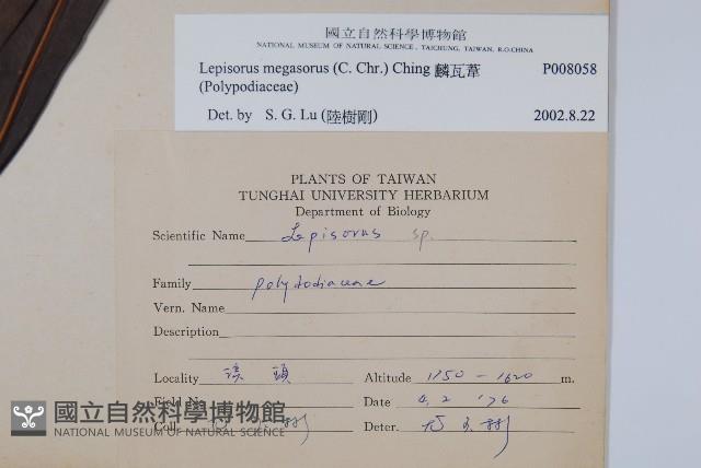 鱗瓦葦、長柄瓦葦藏品圖，第2張