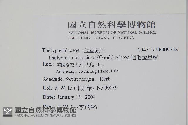 粗毛金星蕨藏品圖，第2張