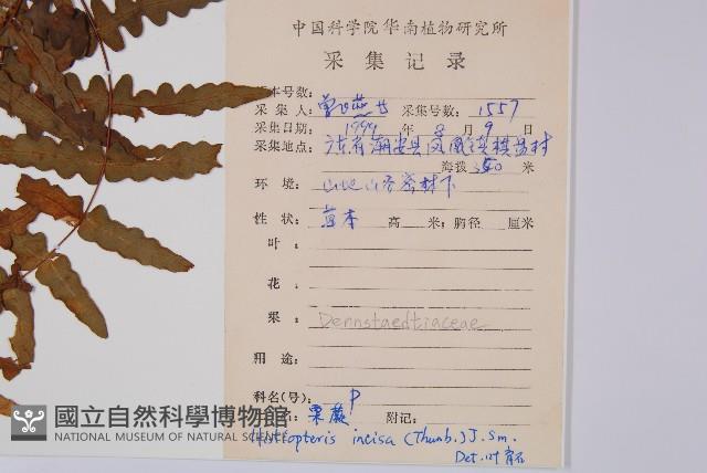 栗蕨藏品圖，第2張