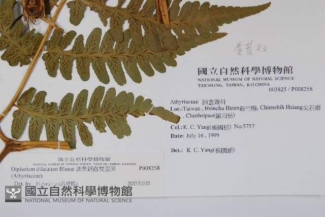 擬德氏雙蓋蕨藏品圖，第2張