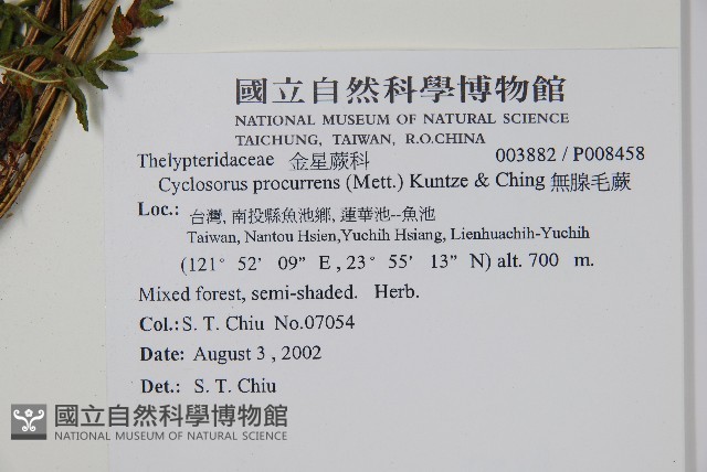 無腺毛蕨藏品圖，第2張