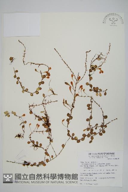 抱樹蕨、伏石蕨藏品圖，第1張