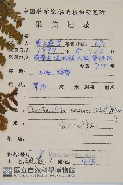 碗蕨藏品圖，第2張