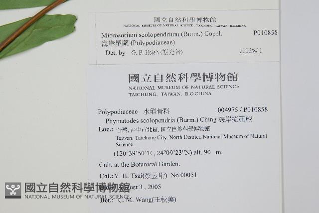 海岸星蕨藏品圖，第2張