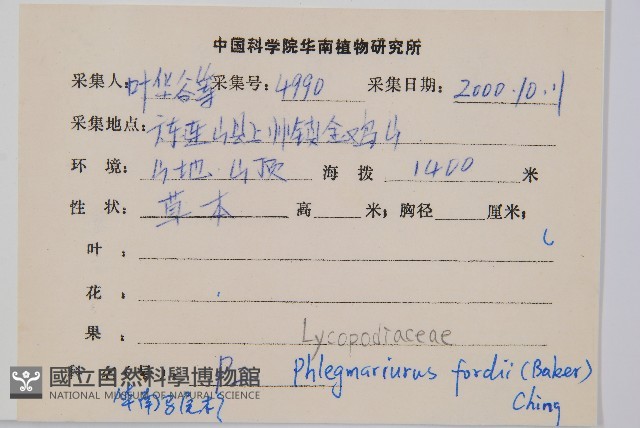 華南馬尾杉藏品圖，第2張