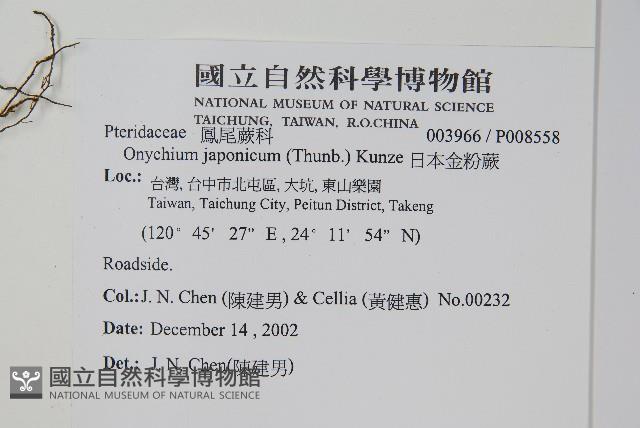 日本金粉蕨藏品圖，第2張