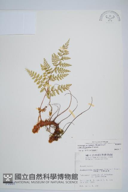 台灣小膜蓋蕨藏品圖，第1張