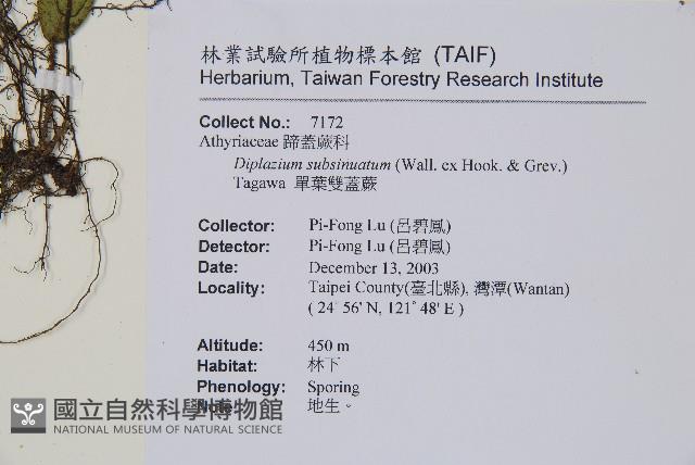 單葉雙蓋蕨藏品圖，第2張