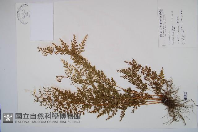 烏蕨藏品圖，第1張