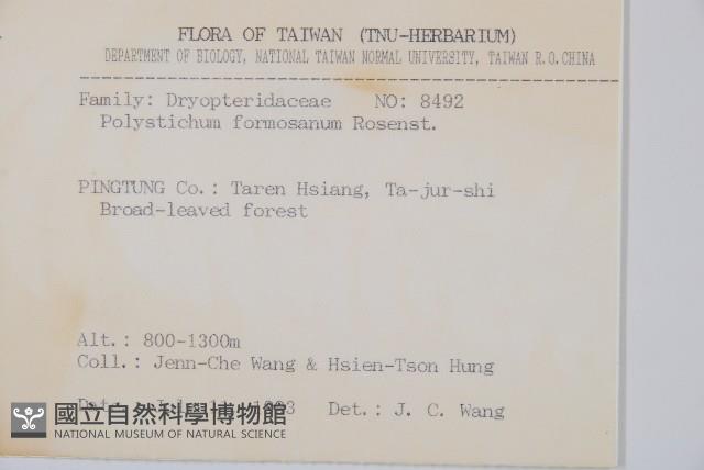 臺灣耳蕨藏品圖，第2張