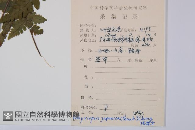 假蹄蓋蕨藏品圖，第2張