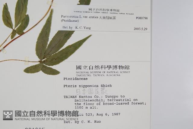 大葉鳳尾蕨藏品圖，第2張