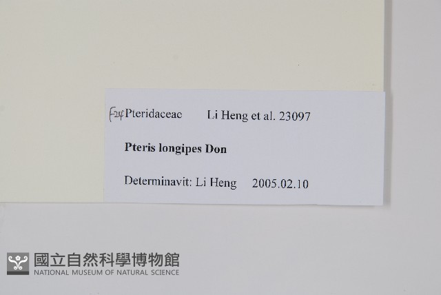 蓬萊鳳尾蕨藏品圖，第2張