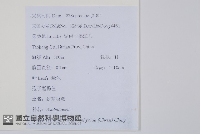 狹基巢蕨藏品圖，第2張