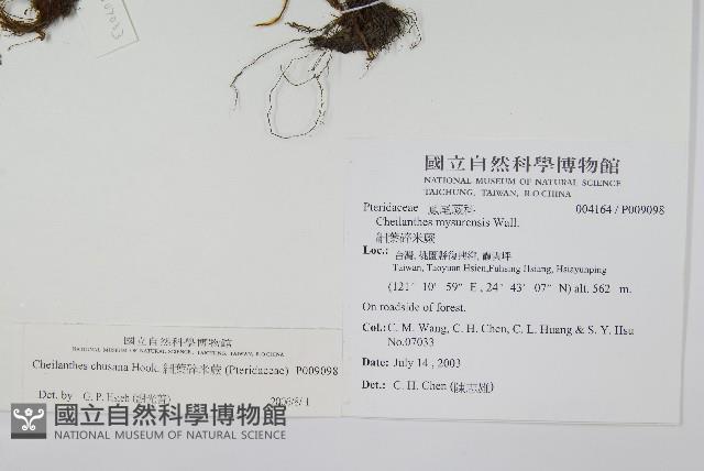 細葉碎米蕨藏品圖，第2張