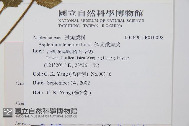 鈍齒鐵角蕨藏品圖，第2張