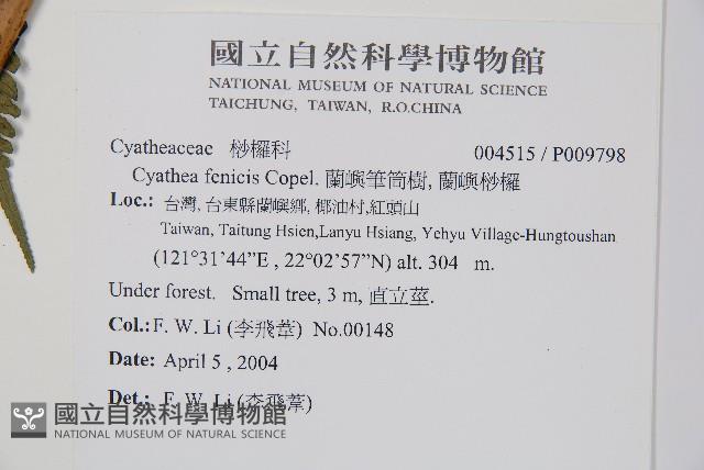 蘭嶼筆筒樹、蘭嶼桫欏藏品圖，第2張