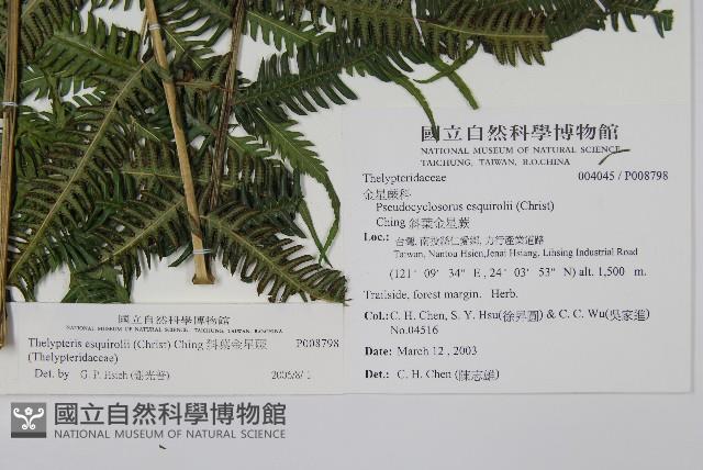 斜葉金星蕨藏品圖，第1張