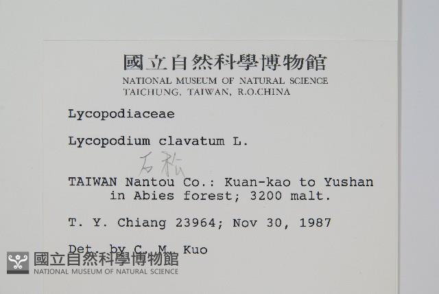 石松藏品圖，第2張