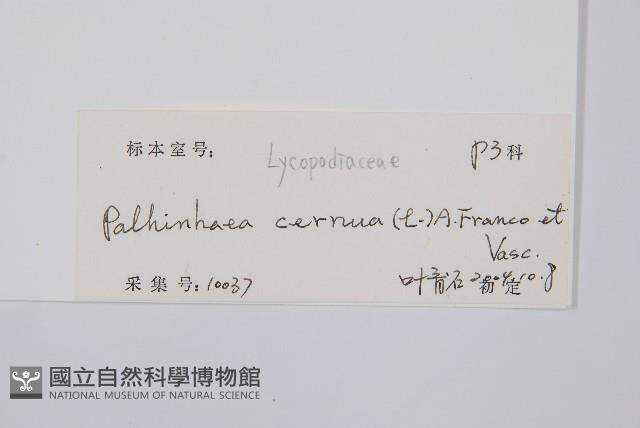 燈龍草藏品圖，第2張