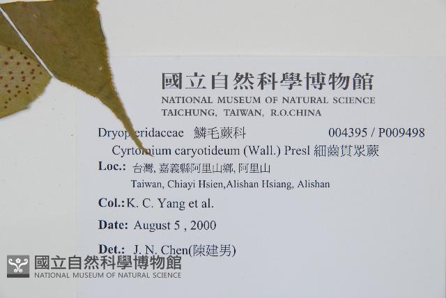細齒貫眾蕨藏品圖，第2張