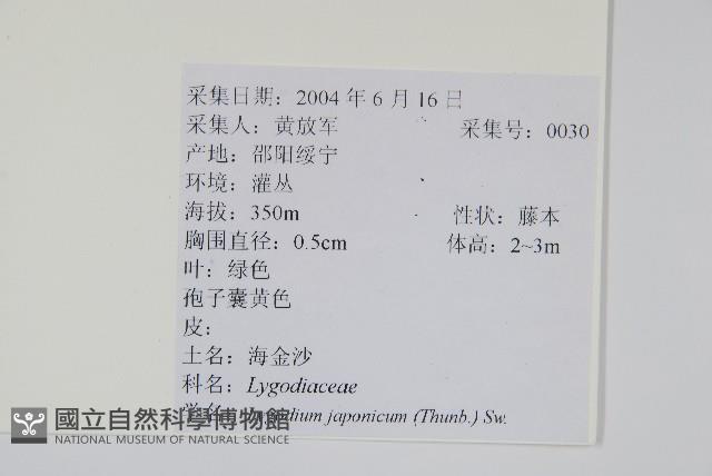 海金沙藏品圖，第2張