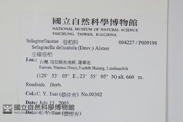 全緣卷柏藏品圖，第2張