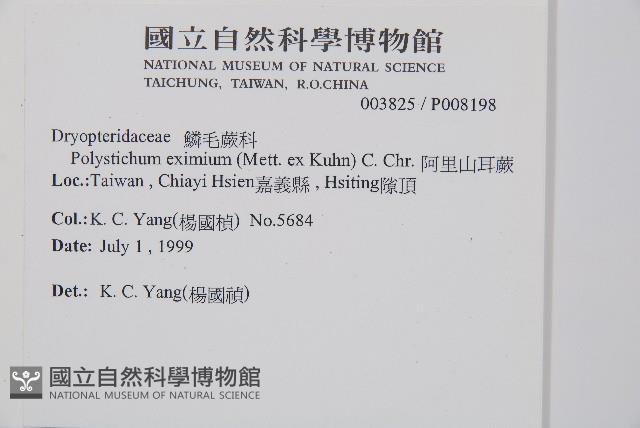 二尖耳蕨藏品圖，第2張